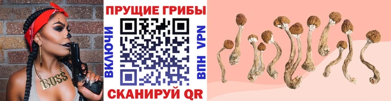 kraken как войти  Пущино  Псилоцибиновые грибы Psilocybe 